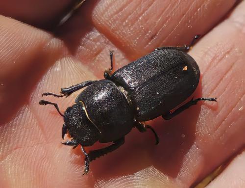 Réf. 357 192 : Dorcus parallelipipedus